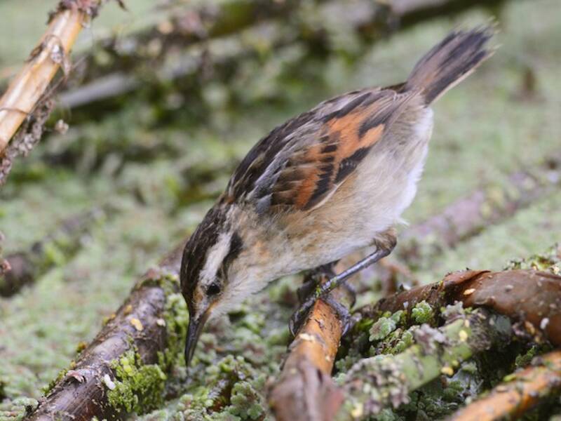 Wren-like Rushbird