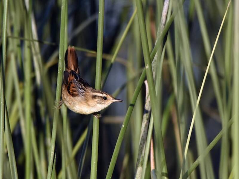 Wren-like Rushbird, 照片 2