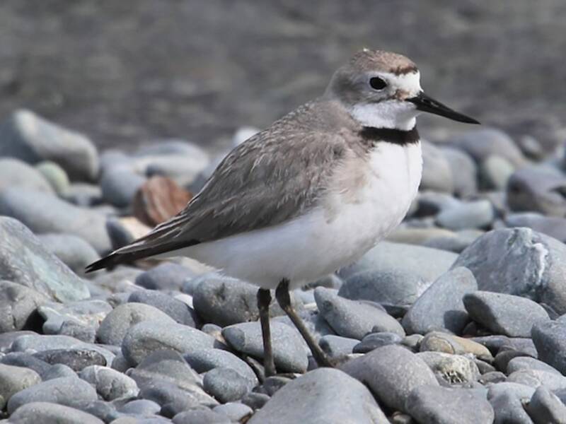 Wrybill, Photos 2