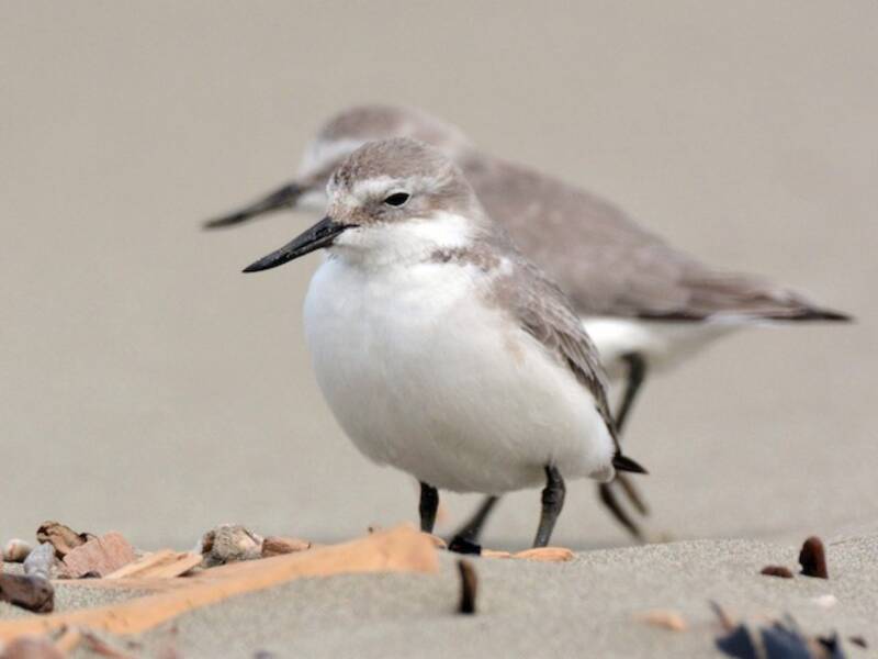 Wrybill, Photos 4