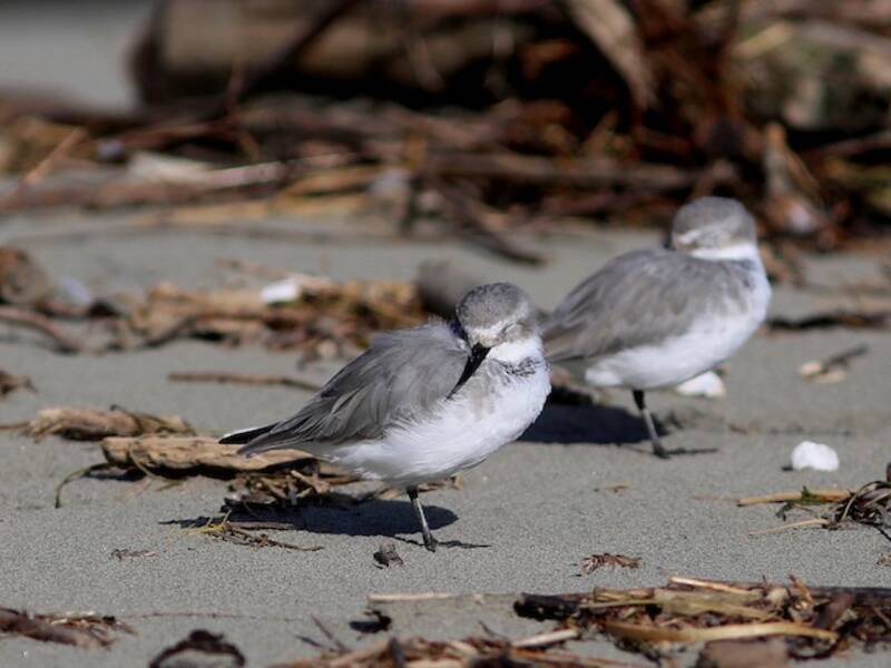 Wrybill, Photos 3