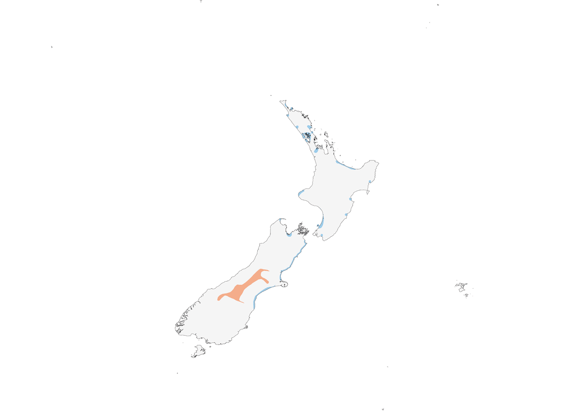 Wrybill, Distribution 1