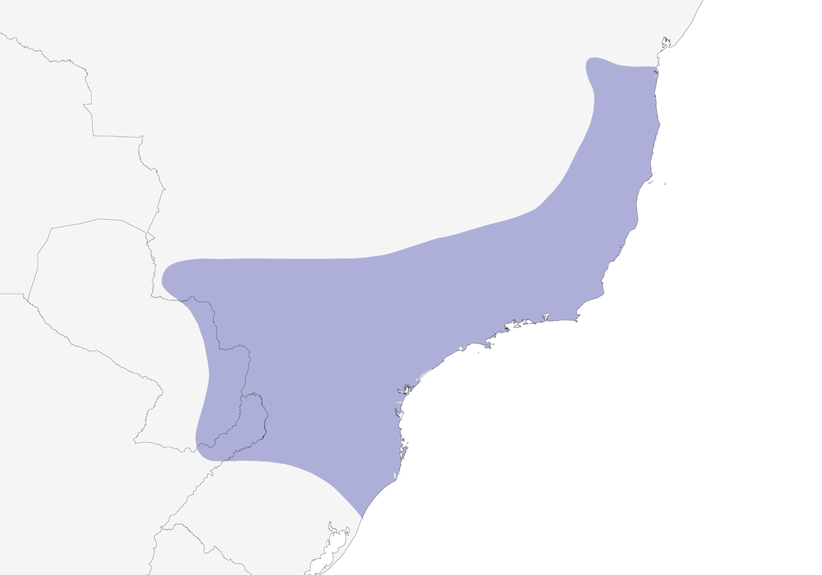 Occhiofiammeggiante spallabianca, Distribuzione 1