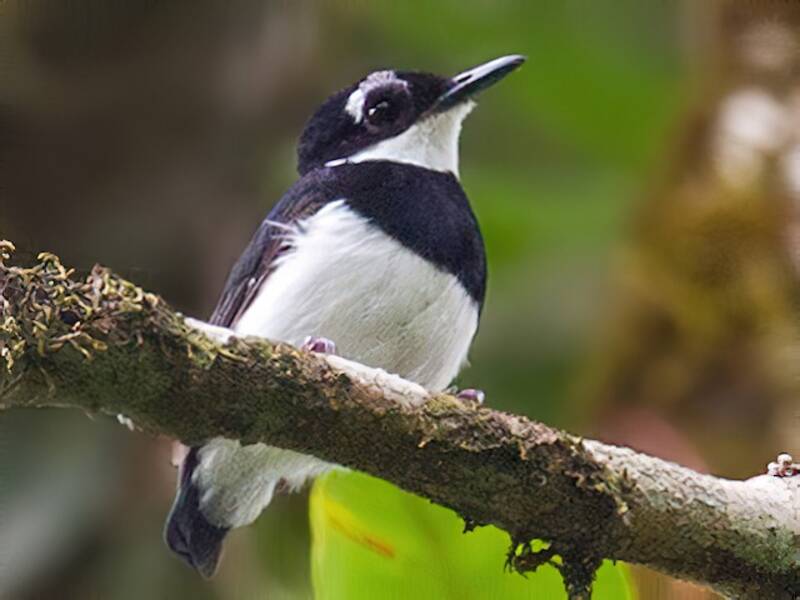 White-spotted Wattle-eye, Photos 3