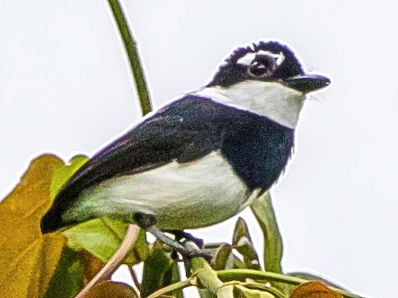 White-spotted Wattle-eye