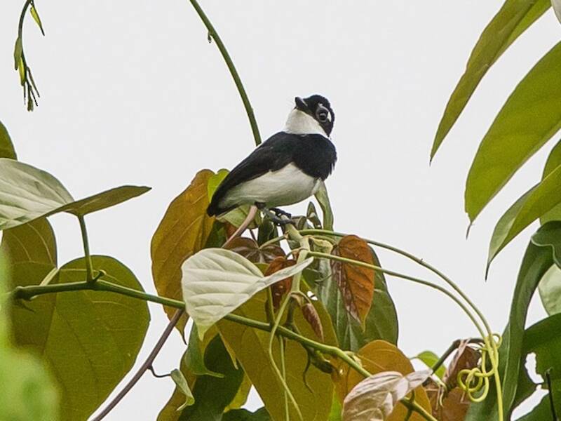 White-spotted Wattle-eye, Photos 2