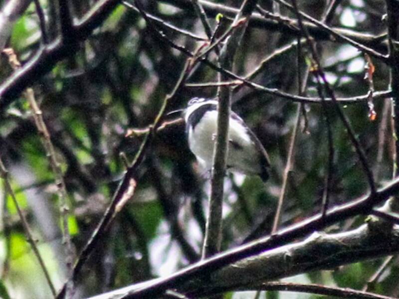 White-spotted Wattle-eye, Photos 4