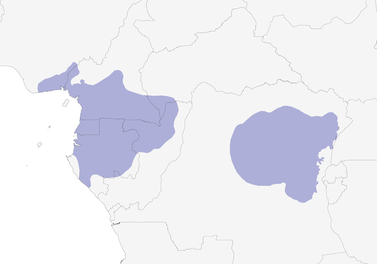White-spotted Wattle-eye, Distribution 1