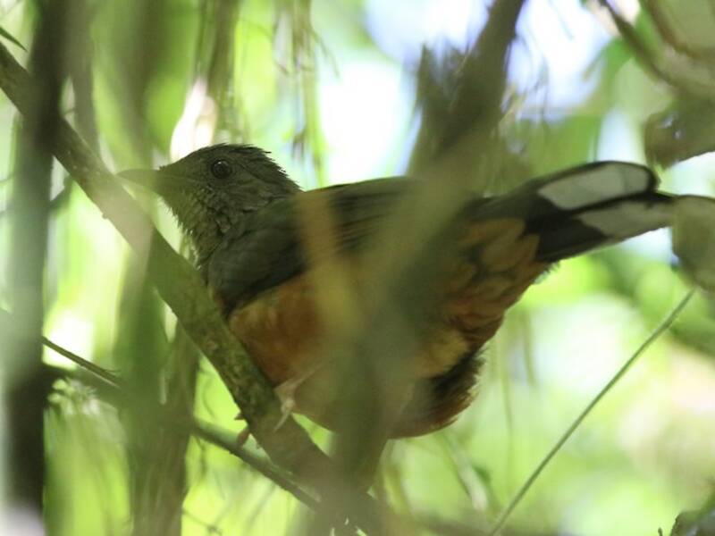 White-tailed Ant-Thrush