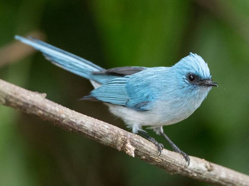 Pigliamosche blu coda bianca, Foto 3