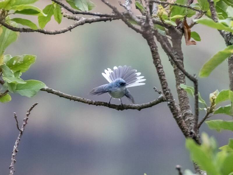 Pigliamosche blu coda bianca