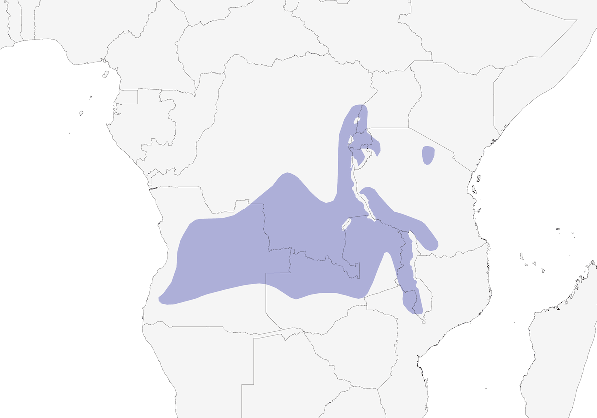 Pigliamosche blu coda bianca, Distribuzione 1