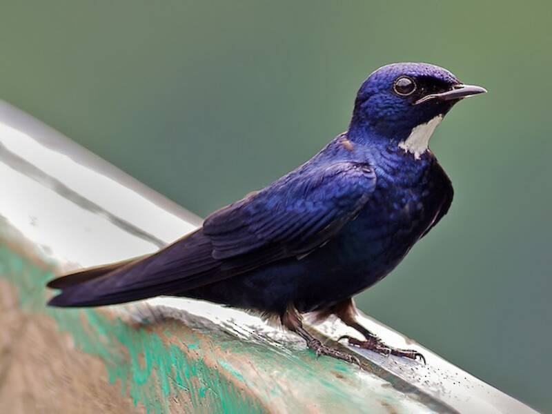 Weißkehl-Blauflügelschwalbe, Fotos 3