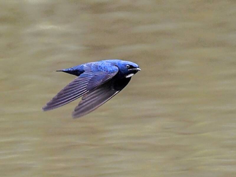 Weißkehl-Blauflügelschwalbe