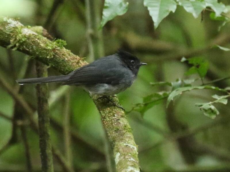 White-tailed Crested Flycatcher