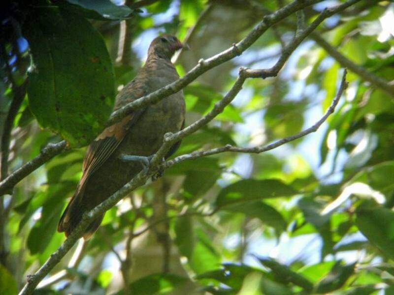 White-throated Ground Dove
