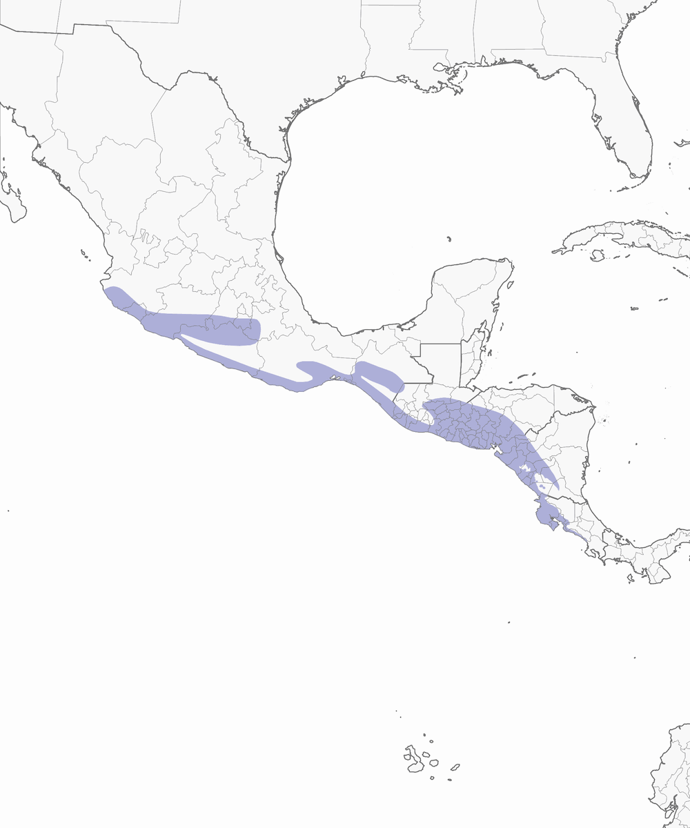 Chara-urraca gorgiblanca, Distribución 1