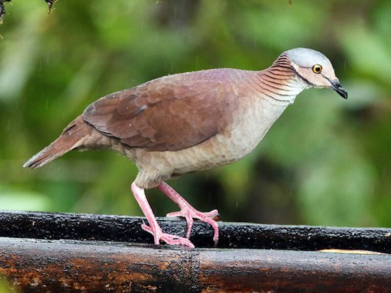 White-throated Quail-Dove, Photos 2
