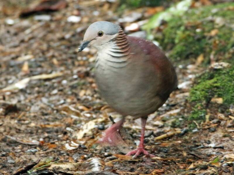 White-throated Quail-Dove, Photos 3