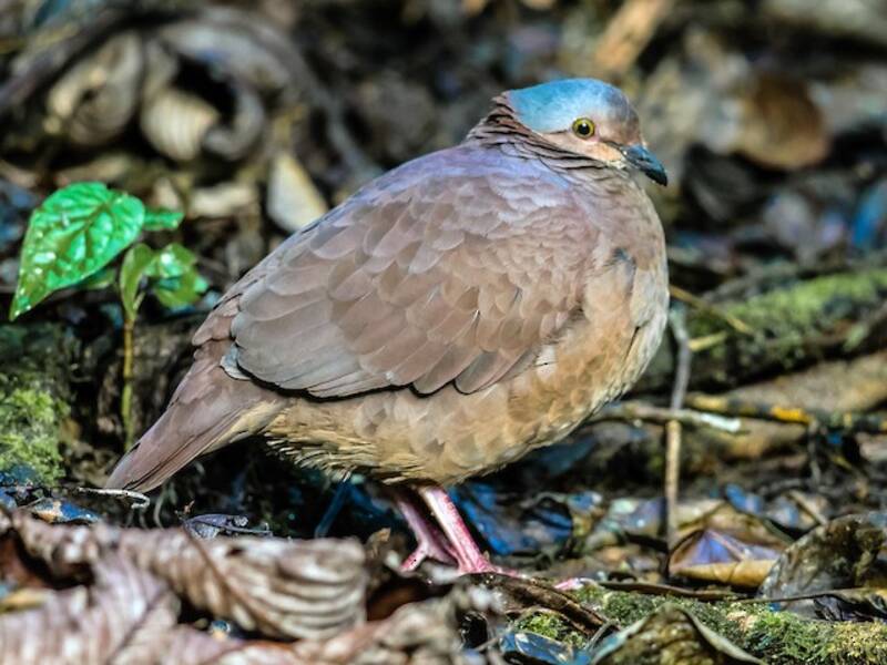 White-throated Quail-Dove, Photos 4