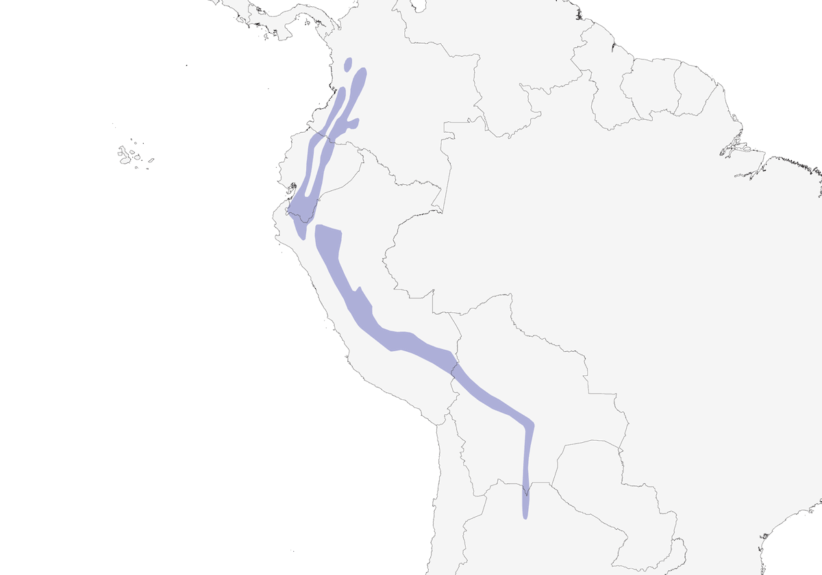 White-throated Quail-Dove, Distribution 1