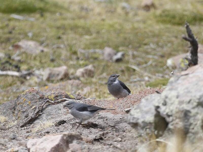 Fringuello della Sierra gola bianca