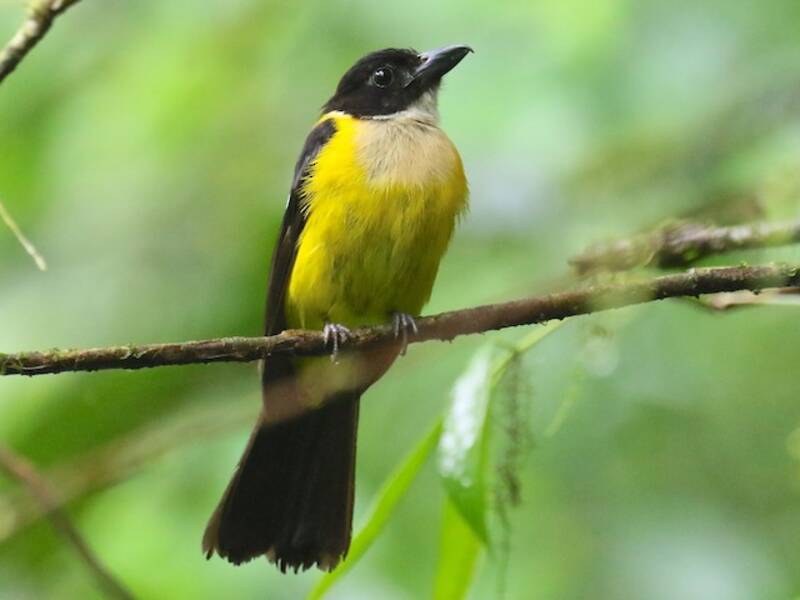 White-throated Shrike-Tanager, Photos 4