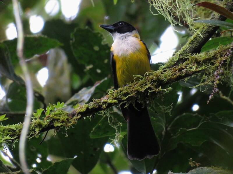 White-throated Shrike-Tanager, Photos 3