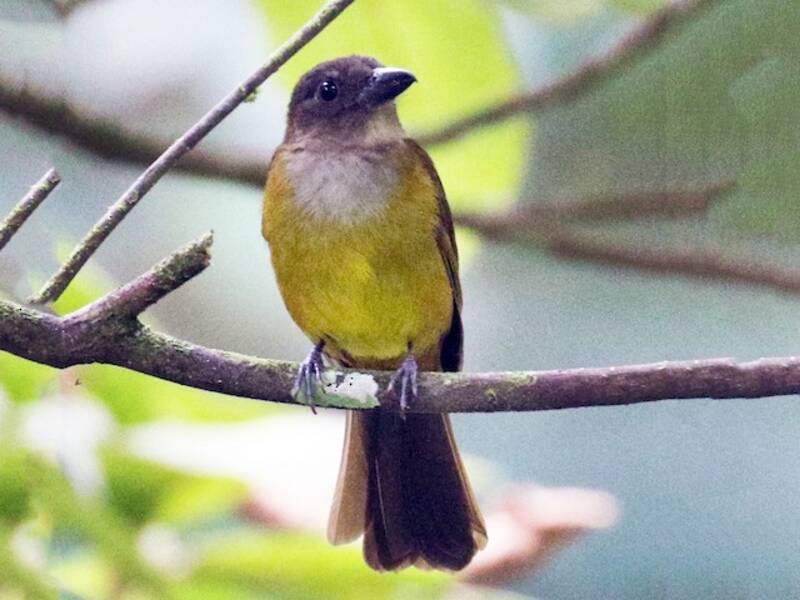 White-throated Shrike-Tanager, Photos 2