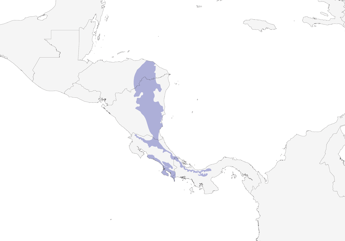White-throated Shrike-Tanager, Distribution 1