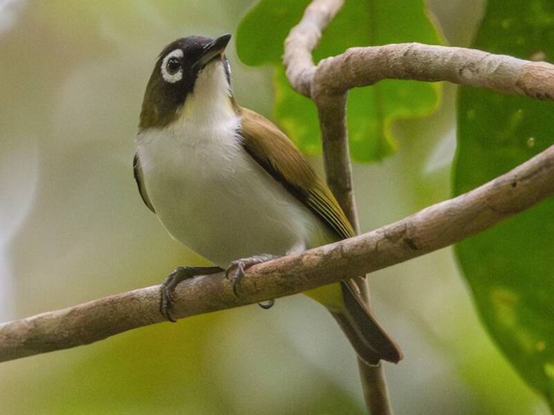 Tagula White-eye, Photos 3