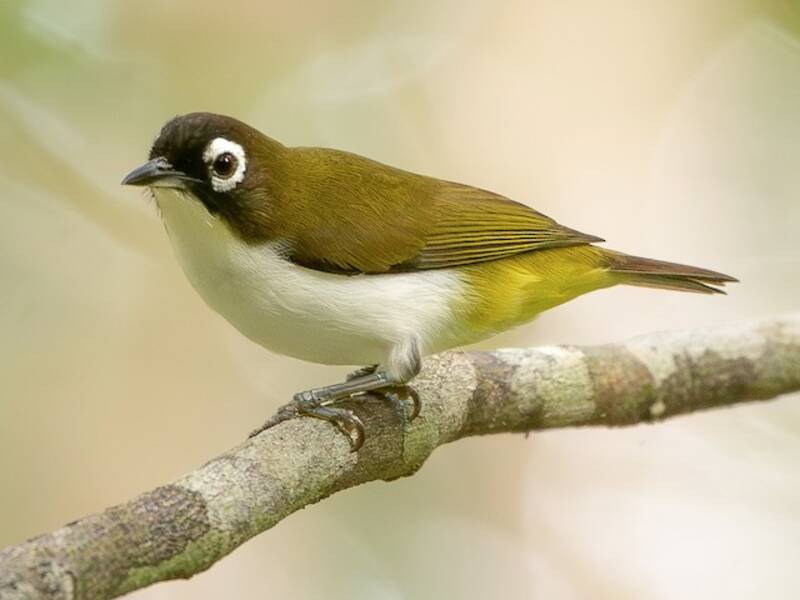 Tagula White-eye, Photos 2
