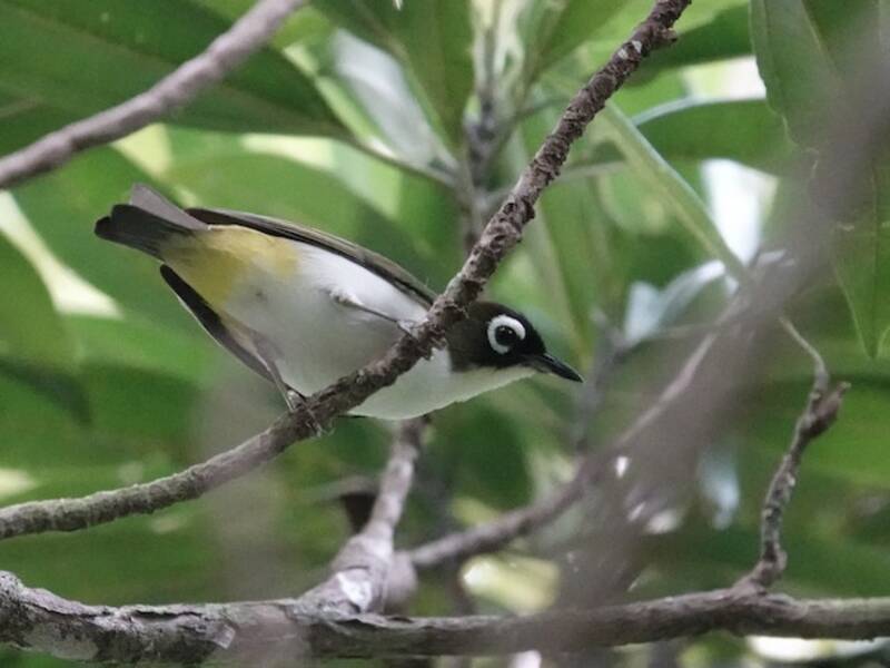 Tagula White-eye, Photos 4