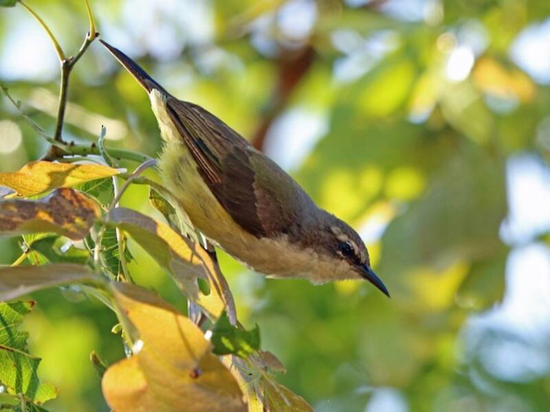 Westlicher Veilchenrücken-Nektarvogel, Fotos 3