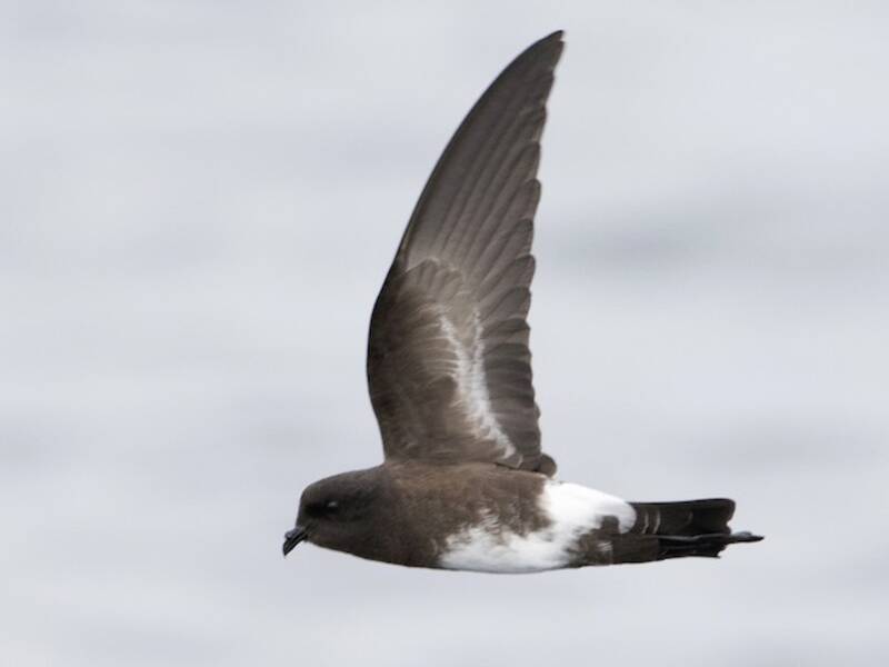 Elliot's Storm-Petrel, Photos 4