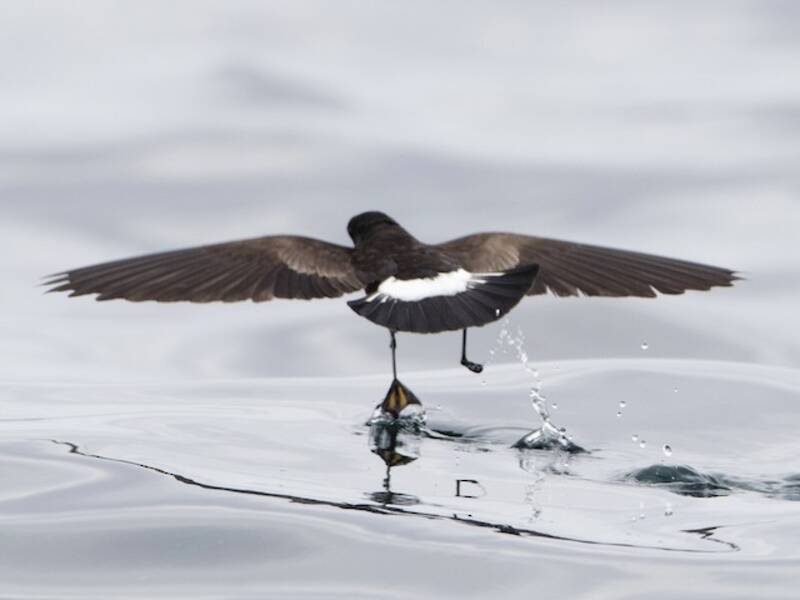 Elliot's Storm-Petrel, Photos 2