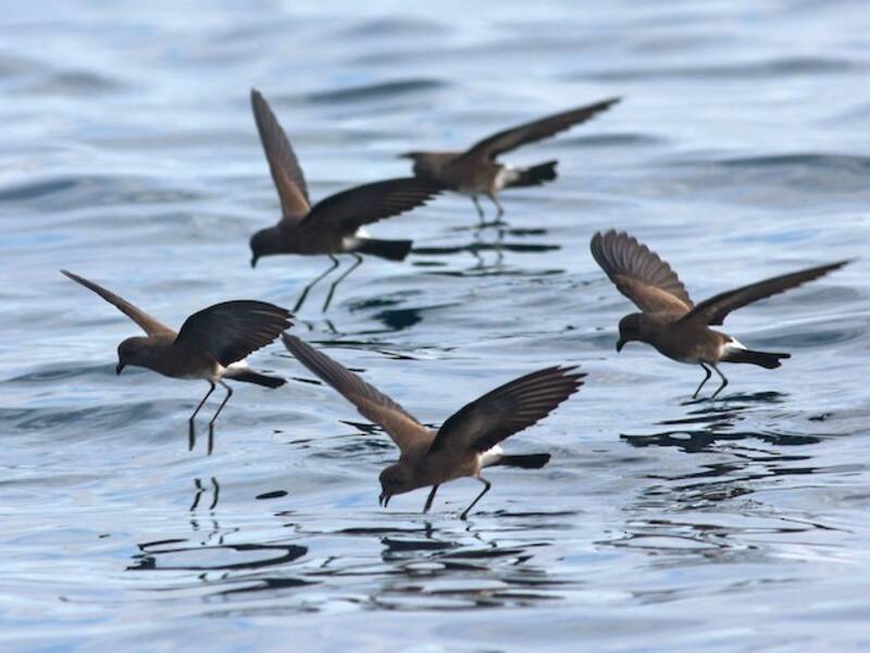 Elliot's Storm-Petrel, Photos 3