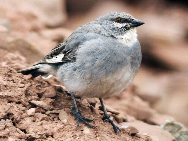 Glacier Finch, Photos 3