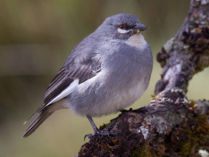 Glacier Finch, Photos 4