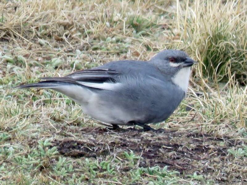 Glacier Finch, Photos 2