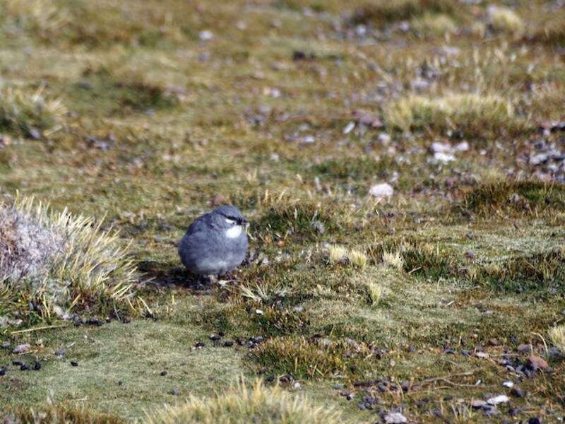 Glacier Finch - Idiopsar speculifer