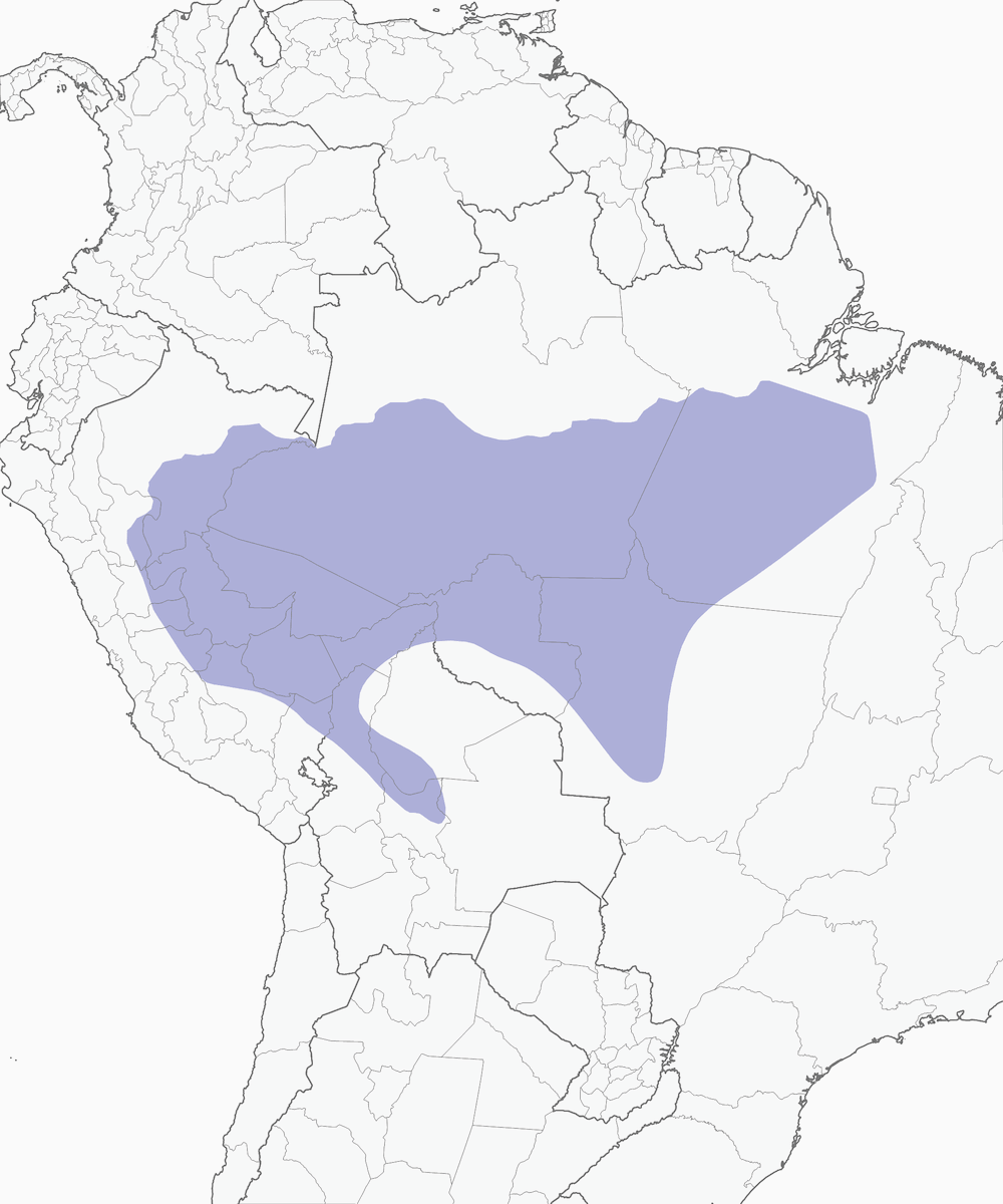 Lanio versicolore, Distribution 1