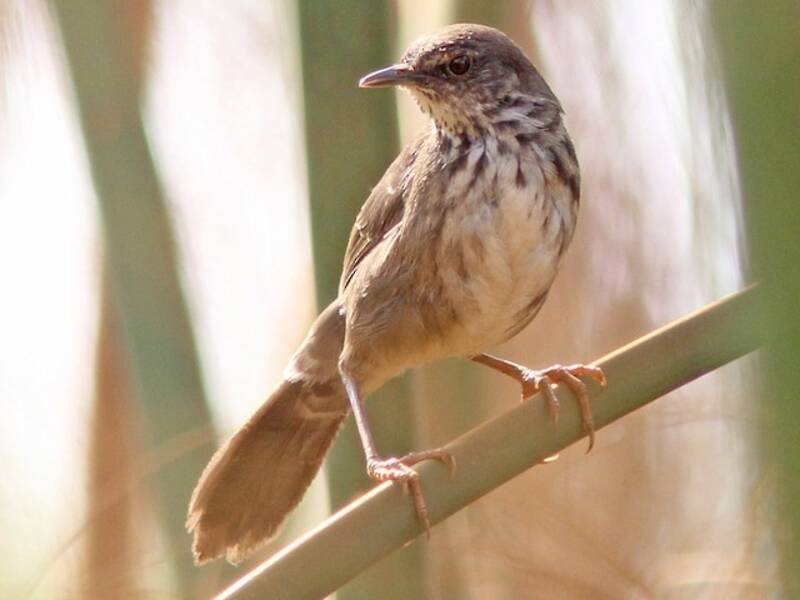 Forapaglie alibianche, Foto 4