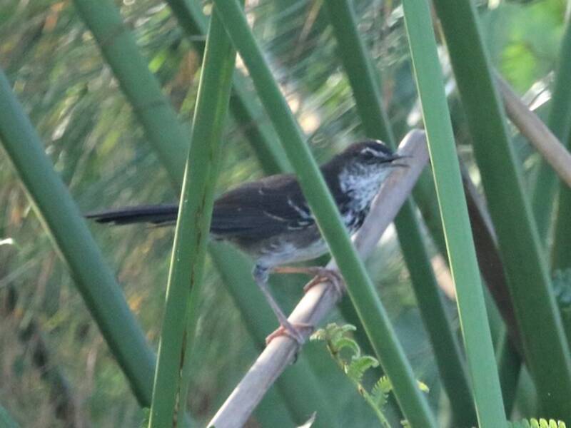 Forapaglie alibianche, Foto 3