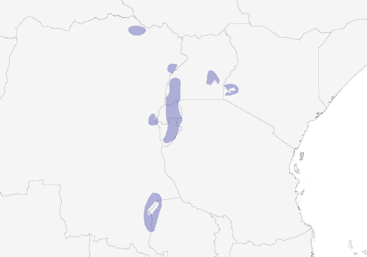 Forapaglie alibianche, Distribuzione 1