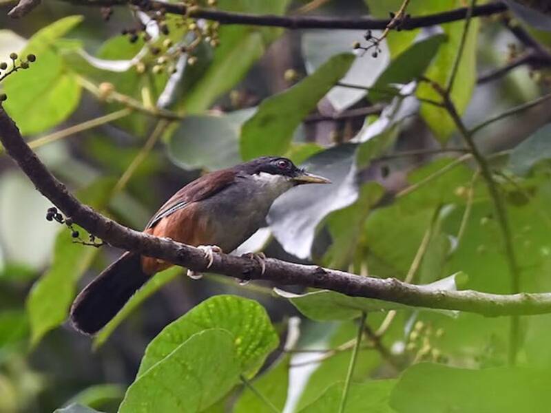 Wayanad-Häherling, Fotos 4