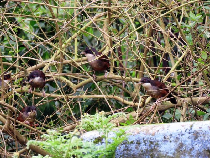 Wayanad Laughingthrush
