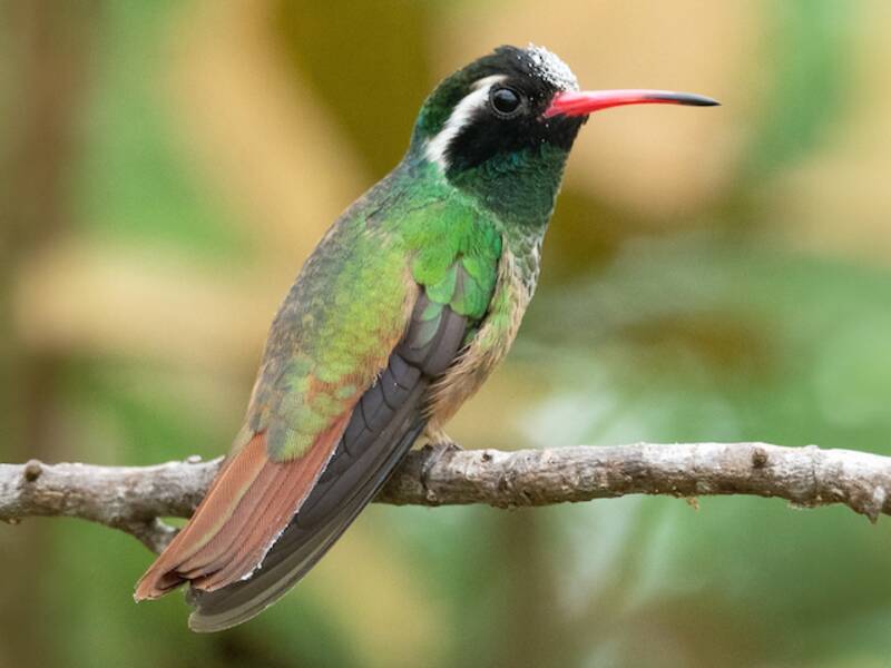 Colibrí de Xantus