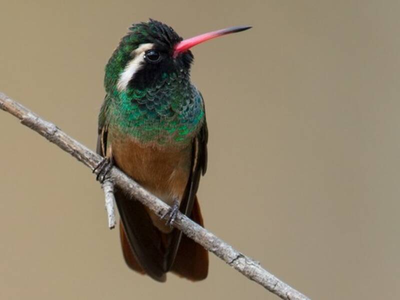 Colibrí de Xantus, Fotos 3