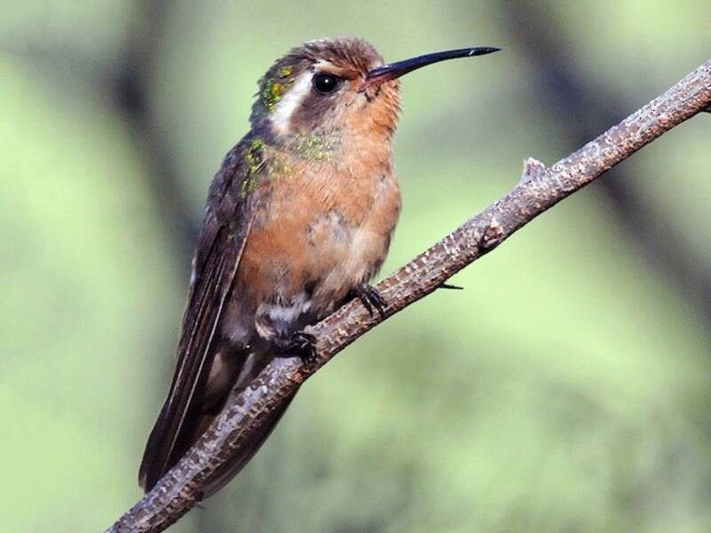 Colibrí de Xantus, Fotos 4